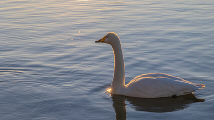 白鳥　水に浮かぶ