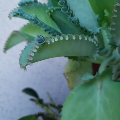 natural nature fractal leafs pattern