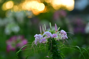 Colorful flowers in nature.flowers in the garden.Flower Blooming in the Suan Luang Rama IX