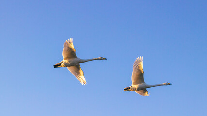 白鳥　ペア　飛行