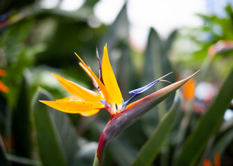 bird of paradise flower