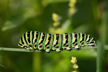 Macro footage of Caterpillar of Papilio Machaon swallowtail caterpillar feeding on Fennel branches. details in nature.