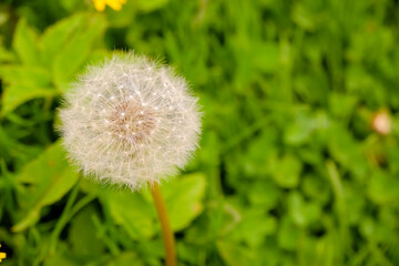 White dandelions on a green nature background.Dandelion Seed Head.Fluffy beautiful dandelions in field, meadow with flowers. Selective focus