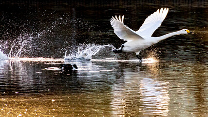 白鳥　飛び立つ
