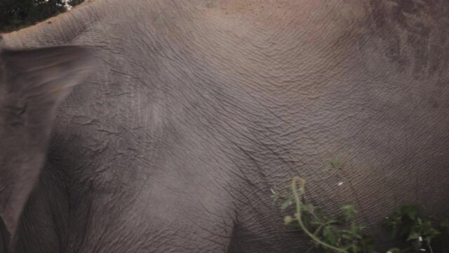 thai elephant free unchained  