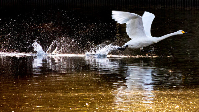 飛び立つ白鳥 のストック写真 ロイヤリティフリーの画像 ベクター イラスト Adobe Stock