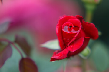 A beautiful rose after rainfall in a German rose garden 