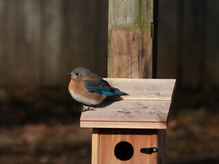 Bluebird Perched on her House