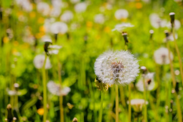 White dandelions on a green nature background.Dandelion Seed Head.Fluffy beautiful dandelions in field, meadow with flowers. Selective focus