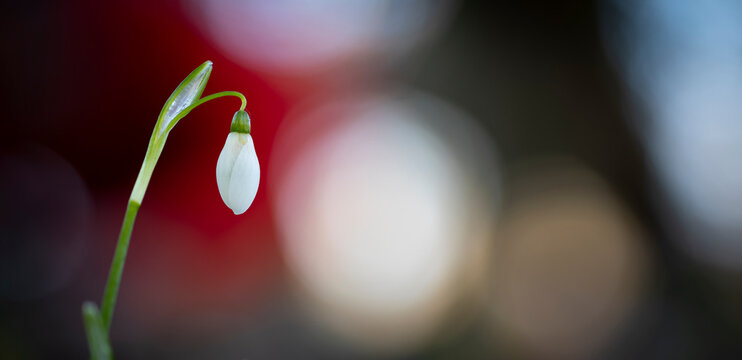 Campanilla de invierno o galanto (galanthus nivalis)