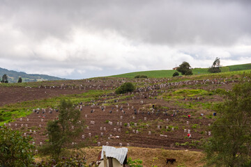 Potatoes in bags at the edge of the furrows in a field in the department of Boyacá, Colombia.
