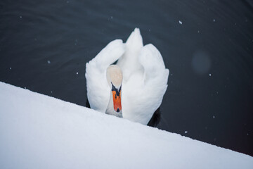 Swan swimming in winter lake