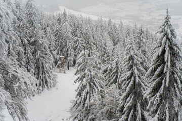 Herzogenhorn im Schwarzwald