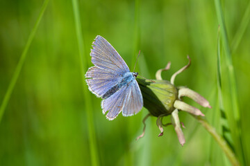macro of a common blue butterfly on a dandelion bud in mountain meadow during summerin the alps with blurred background