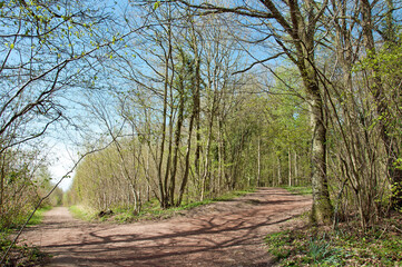footpath in the forest