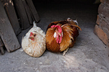 chicken