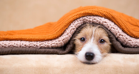 Cute funny happy jack russell terrier pet dog puppy looking from blankets. Pet care banner.