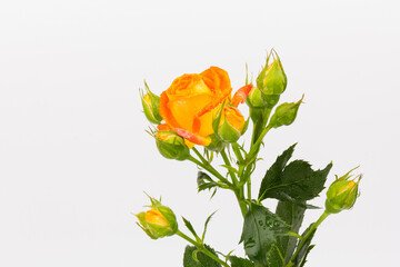 Obraz premium Beautifull orange roses isolated on white background. Copy space