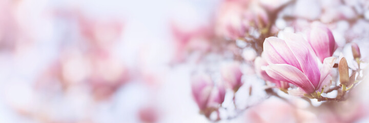 Pink blooming magnolia tree in springtime on pastel blurred background. Close-up with short depth...