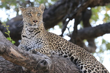 Leopard in tree looking directly at you