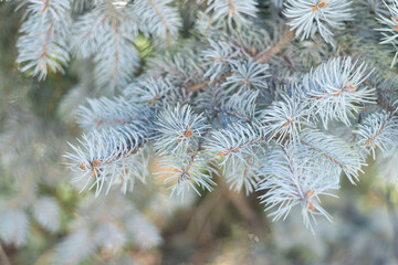 Naklejka na ściany i meble A beautiful fresh twig of the fir tree. Background for your projects.