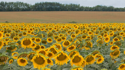 Yellow sunflowers field. Rural summer scene. Eco village. Format 16:9. Selectiv focus