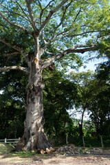 Big Tree in a Farm on a Sunny Day