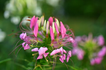 Fototapeta premium Close up colorful flower bed in a park