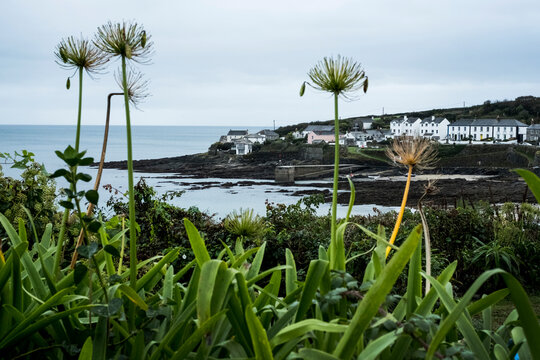 View of fishing village with sandy beach and small harbour, withered Giant Alliums in the fore