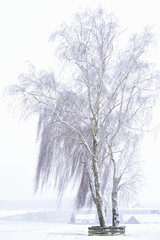 Fototapeta na wymiar Winter landscape with a large birch tree standing in the snow against the background of a small village, in vertical format