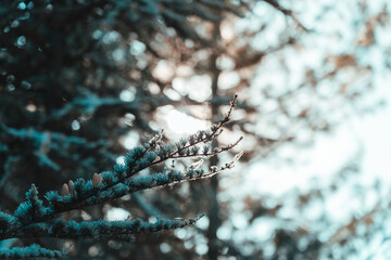 PINE TREE SELECTIVE FOCUS ON BRANCH WITH SUN IN THE BACKGROUND