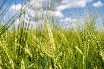 Corn in the field