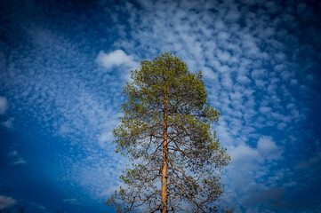 A tree against a nice partly cloudy sky