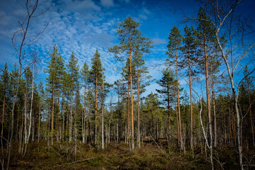 Trees in a Swedish forest