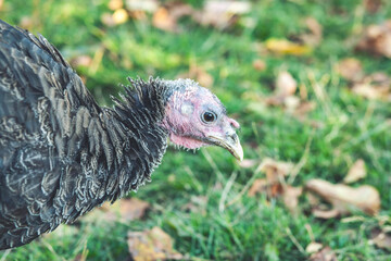 Wild Turkey close-up portrait with a smooth green background
