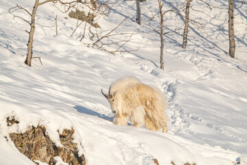 One, single isolated mountain goat on a rock face, cliffside in northern Canada, Yukon Territory during winter time season with snow on landscape, surrounded by trees. 