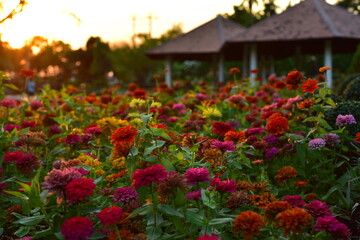 Colorful flowers in nature.flowers in the garden.Flower Blooming in the Suan Luang Rama IX