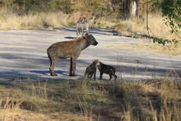 Naklejka na ściany i meble Hyena with young pups
