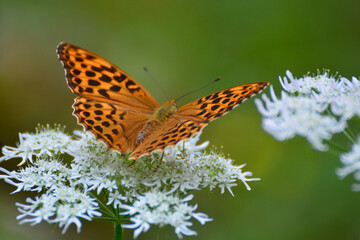 Kaisermantel Schmetterling