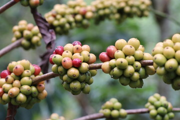 Closeup of Coffee berry on robusta plant branches