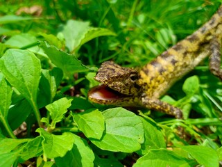 lizard on the tree