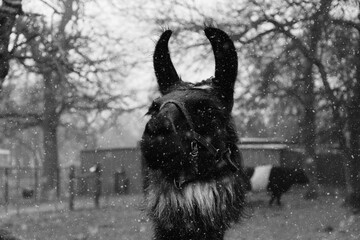 Close up portrait of llama in winter snow on farm in black and white.