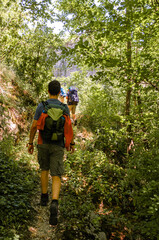 Obraz premium Back view of backpackers friends walking along a forest path