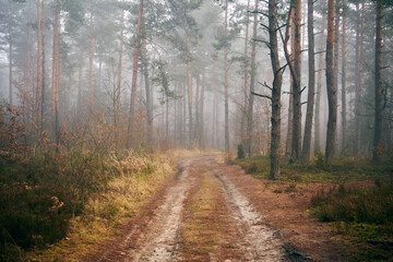 leśna jesienna ścieżka