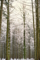 Winter forest with bare trees and tree trunks in vertical format and branches covered with snow, through which a bit of sun shines