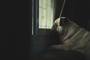 Cute little pug dog looking out a window with evening light illuminating his face. Feeling sad and...