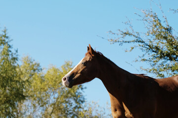 Brown quarter horse standing in field with sky and trees blurred background on farm.