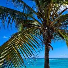 Naklejka premium coconut tree