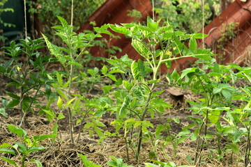 Green young bushes of tomatoes in the stage of growth before flowers ovary in spring selective focus.