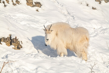 Naklejka premium One, single isolated mountain goat on a rock face, cliffside in northern Canada, Yukon Territory during winter time season with snow on landscape, surrounded by trees. 